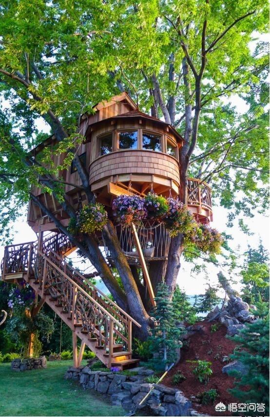 头条问答 - 我想在国家5a级景区里面搭建个顶级树屋酒店,大家有没有好
