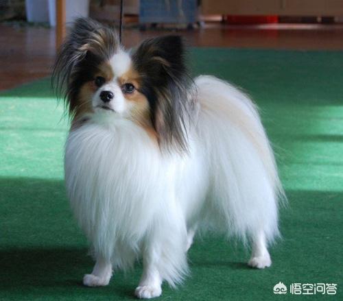 狗茎蝴蝶结胀大:蝴蝶犬毛发打结、枯燥，怎么办？