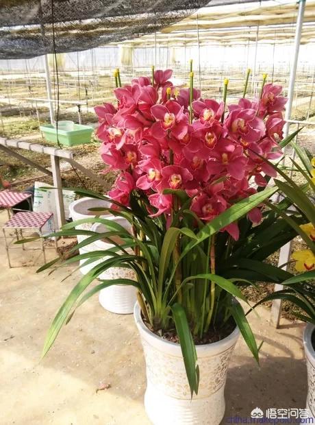 九子大花蕙兰图片大全:种植大花蕙兰对环境，温度以及水分有怎样的要求标准？