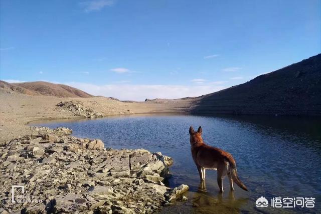 胖狗狗坐飞机旅行图:带宠物自驾游是一种怎样的体验？