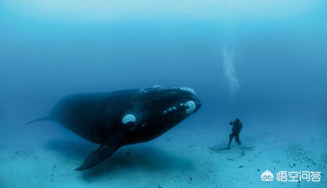 弓头鲸的体型大,还是蓝鲸的体型大？