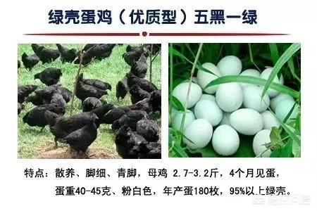 小狨猴要在哪里买:在什么地方可以买到鸡苗？