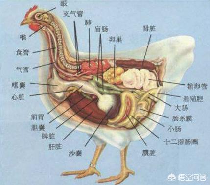 母鸡的产蛋道图图片