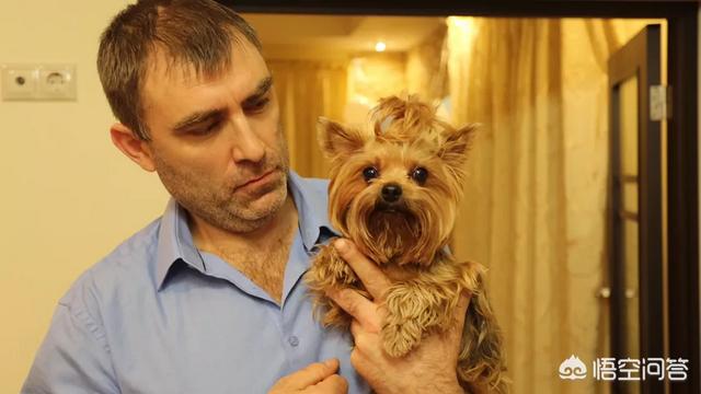 俄罗斯猎狼犬斗狼:在俄罗斯什么狗狗最受欢迎？