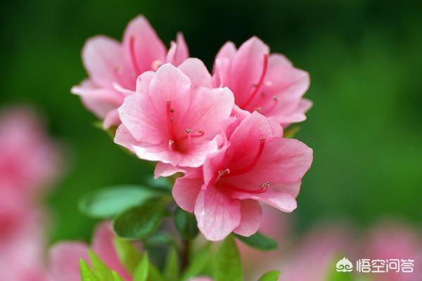 四季杜鹃花夏天怎么养:在冬季杜鹃花该怎样修剪？