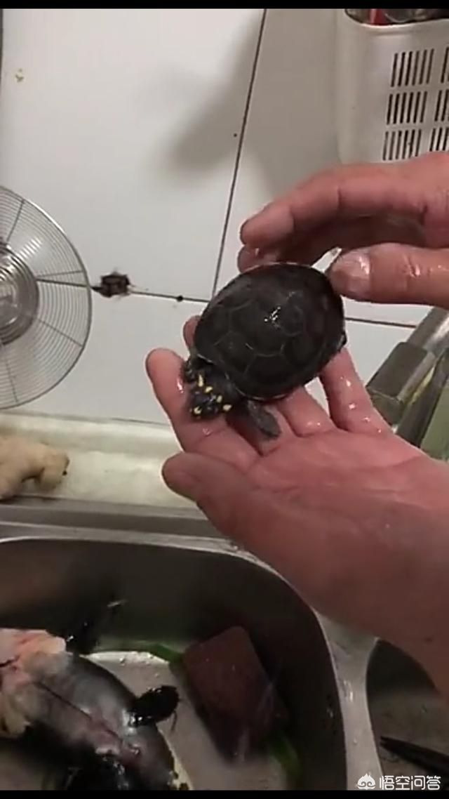 猪鼻子龟开食:最佳观赏淡水猪鼻龟如何饲养？