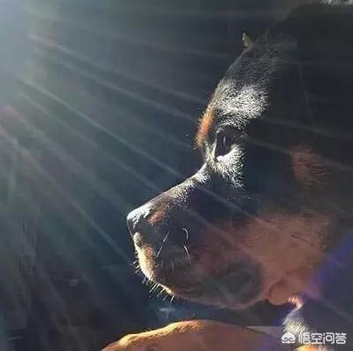 罗威纳犬论坛官网:饲养罗威纳犬之前，需要知道哪些事？