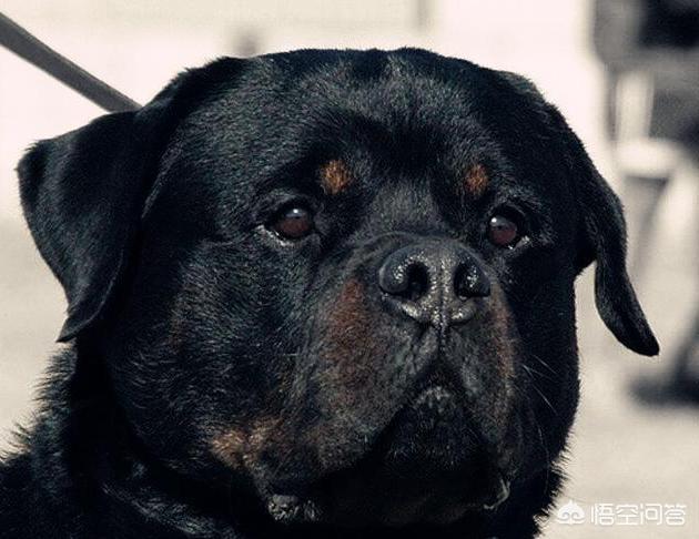 罗威那论坛:饲养罗威纳犬之前，需要知道哪些事？