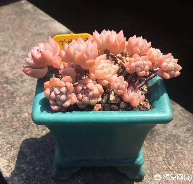 翡翠景天多肉图片:长成这样的多肉你见过吗？