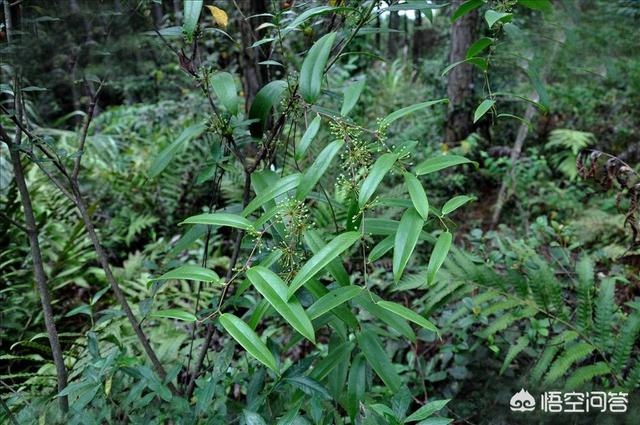 华南农村的树仔菜怎么做好吃，农村里这种藤蔓植物叫什么好像可以挖它的根块做药材