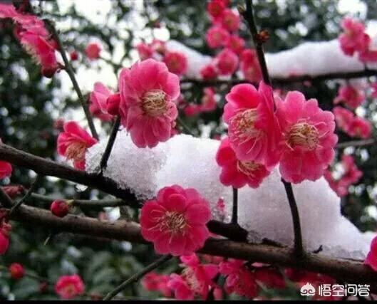 有哪些关于梅花的诗词？