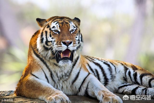 农村老话"虎落平阳被犬欺",老虎在什么情况下打不够猎狗?-芃睿知识网