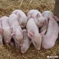 三个月大小狗拉肚子怎么办:3个月大的狗狗怎么喂养？