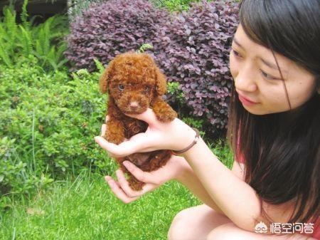可爱贵宾狗狗壁纸:养贵宾犬，生活会发生哪些变化？