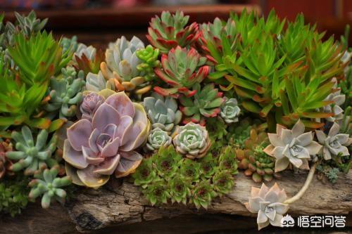 头条问答 如何把多肉养得肥肥的 花卉网的回答 0赞