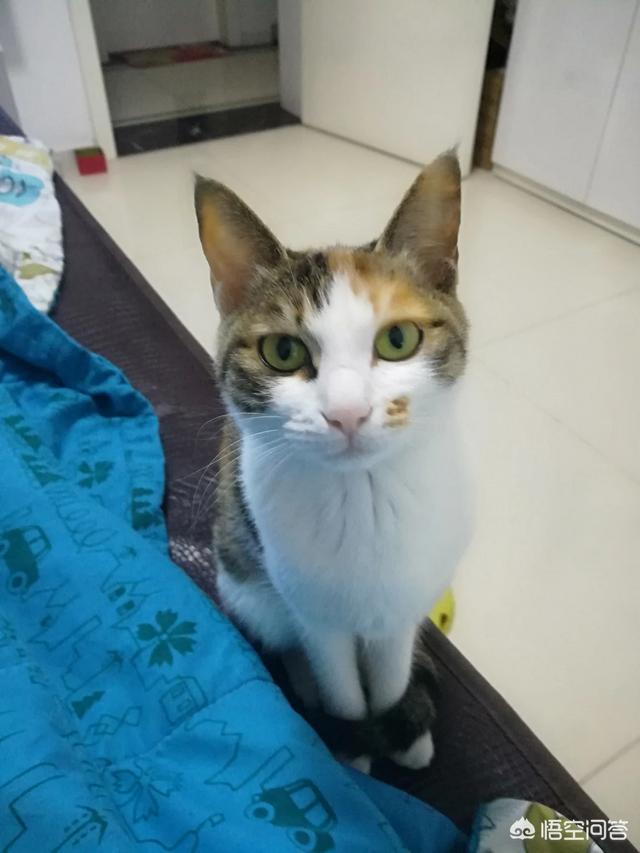 猫眼膜多出來了:猫咪屁股里面每天都会出来一只小白虫是什么原因？