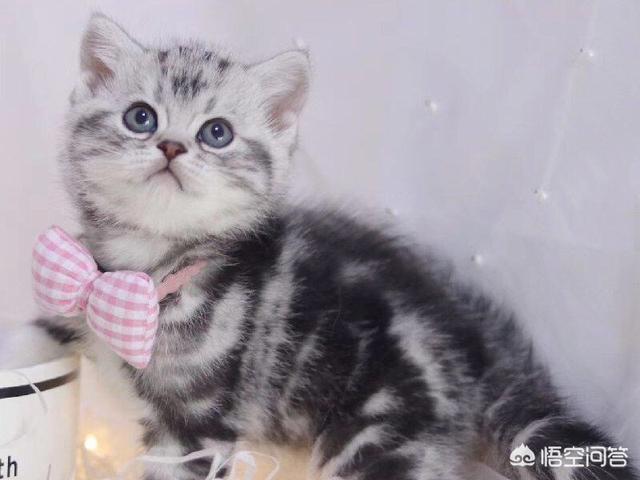 甜蜜猫猫01话:猫咪可以自己在家两天一夜吗，如果可以的话需要帮它做些什么？