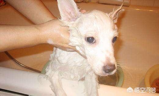 狗狗冬天有必要给喝温水吗，冬季给狗狗洗澡有哪些禁忌