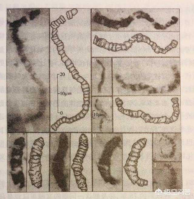 女人与狗的历史:历史上有人类文明出现，是先有男人，还是先有女人？ 人与狗的历史追溯