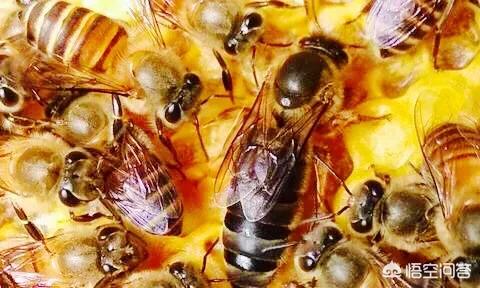 蜂王浆可以壮阳吗，吃蜂王浆有什么好处吗什么样的人群不能吃蜂王浆