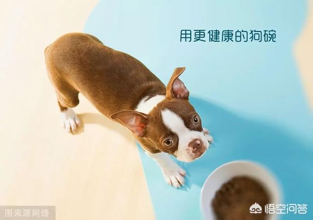 头条问答 狗狗泪痕怎么解决 远见卓识鲸鱼in的回答 0赞