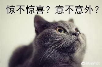蓝猫:家里有一只蠢蠢的蓝猫是种怎样的体验？ 蓝猫英短