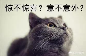 俄罗斯蓝猫系列明信片:家里有一只蠢蠢的蓝猫是种怎样的体验？