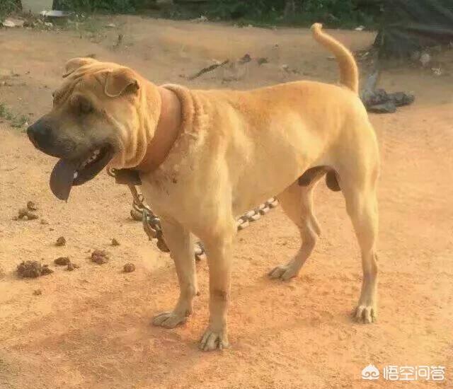 沙皮狗的战斗力怎么样？