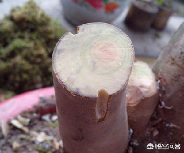 小叶女贞和小蜡树区别:小蜡树和小叶女贞区别 女贞子有哪些形态特征和功效？