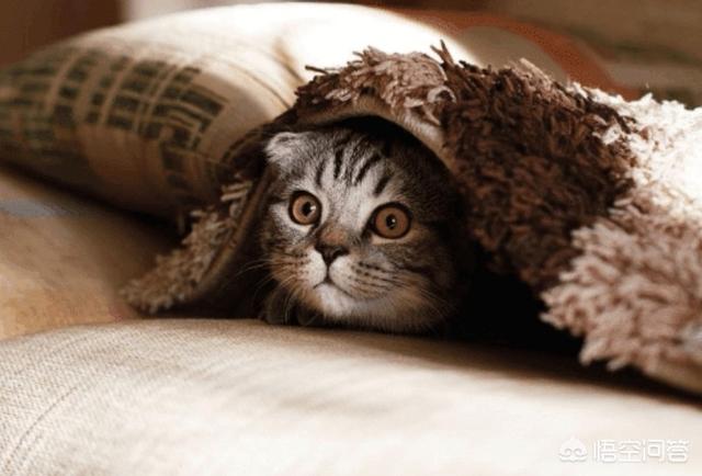 猫咪打完疫苗后能吃猫罐头鱼吗:猫打完疫苗感冒了，是为什么？