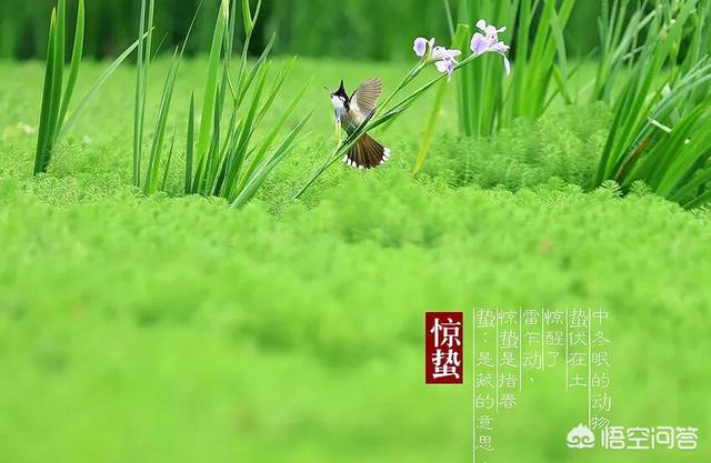 惊蛰的含义:农村俗语“惊蛰不耕地，好似蒸馍跑了气”是什么意思有什么道理吗
