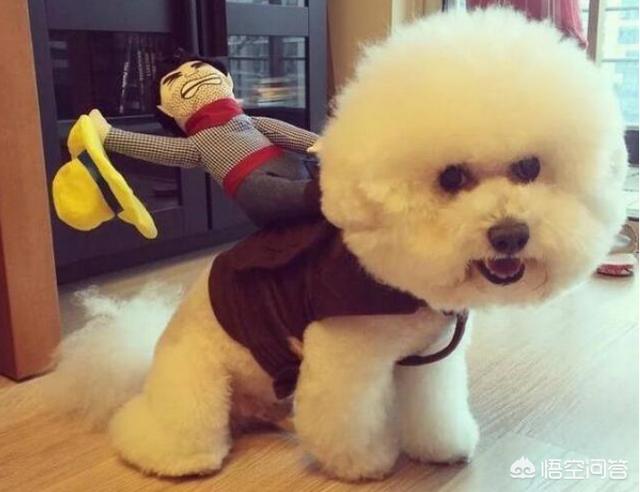 小比熊犬图片:养比熊犬的必备小技能，有哪些？