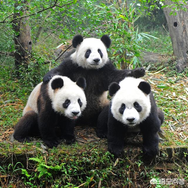 四川大熊猫误入水电站落水:大熊猫攻击人，性命不保怎么办？救援人员可以击毙熊猫吗？