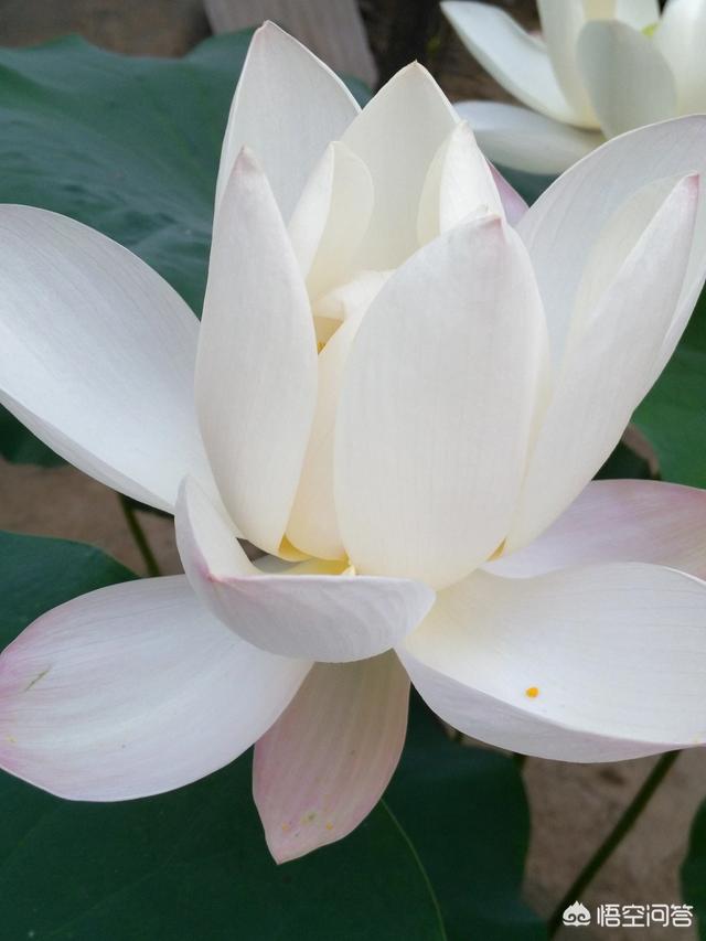 藕是莲的茎还是根:藕是莲花的根，还是荷花的根呢？