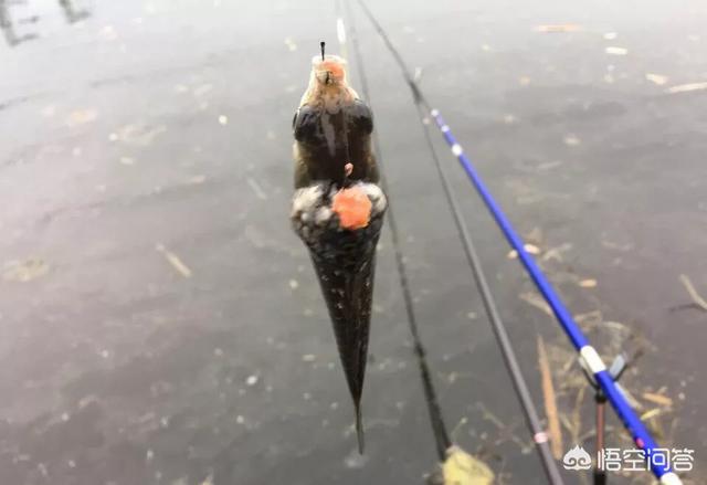 我手秃鹫的活饵:钓鱼的时候，你碰到过哪些让你觉得恶心的事？
