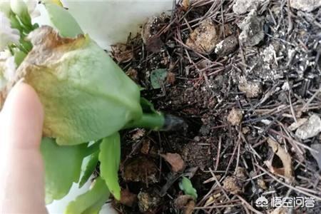 四季海棠茎腐病怎么治:小麦茎基腐病，怎么防治，后期怎么管理？