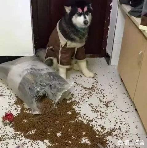 阿拉斯加犬图片qq头像:惩罚阿拉斯加犬时，有哪些做法不能犯？