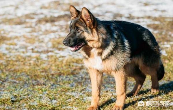 极品纯种德国牧羊犬:短毛德牧和长毛德牧，你更喜欢哪个？