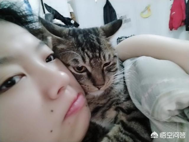 异国短毛猫 广西论坛:那些远嫁的全职妈妈们，你们过的好吗？
