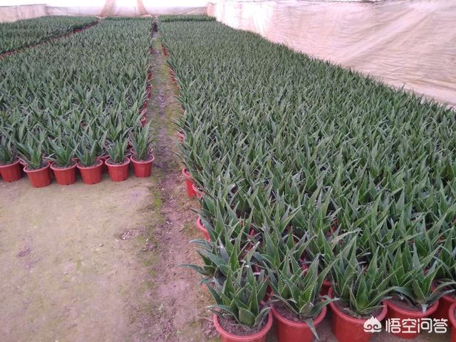 芦荟图片大全:芦荟开花时掉花骨朵是怎么回事？