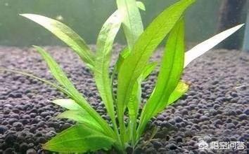 水草造景:孔雀鱼适合什么样的造景，石景、水草还是空气水缸？