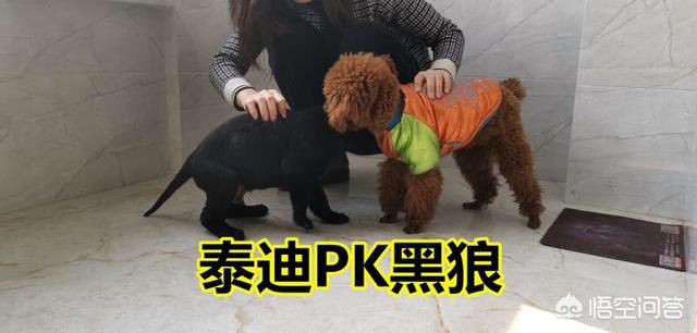 玛氏宠物护理主管待遇咋样:宠物美容师行业前景怎么样，薪水如何？