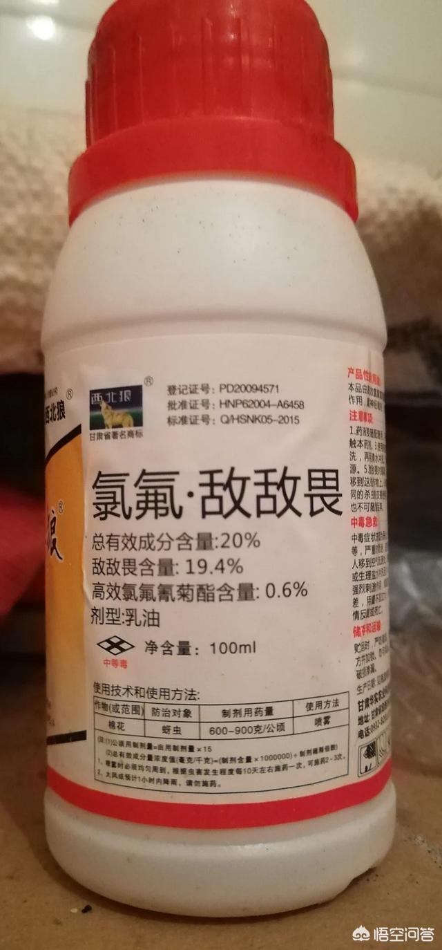 苞芽子真菌性皮肤病:处于苗期的玉米，一般会有什么病虫害？这些病虫害又该如何防治？