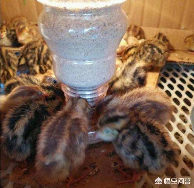 防暴犬好养吗:鹌鹑好养吗？有哪些需要注意的问题？