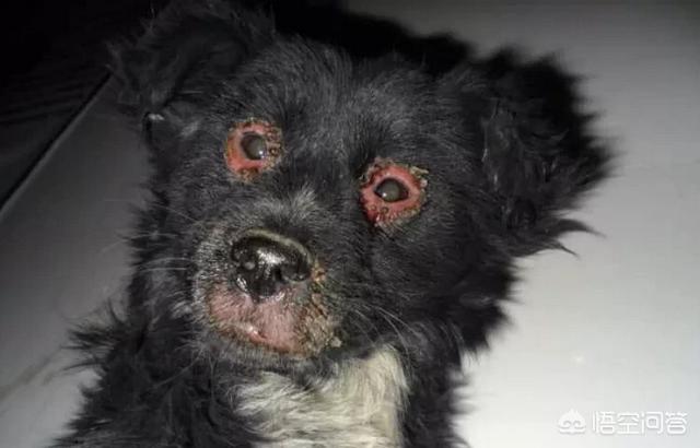 犬瘟热后遗症视频:狗瘟好治吗，狗狗得了有什么症状？