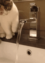 小猫吃鱼儿童画图片:陆生的猫为什么会被认为喜欢吃水里的鱼？