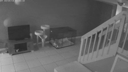 星秀猫<a href=https://maguai.com/personal/ target=_blank class=infotextkey><a href=https://maguai.com/group/ target=_blank class=infotextkey>微信群</a></a>:过年期间，可以让猫咪独自在家吗？