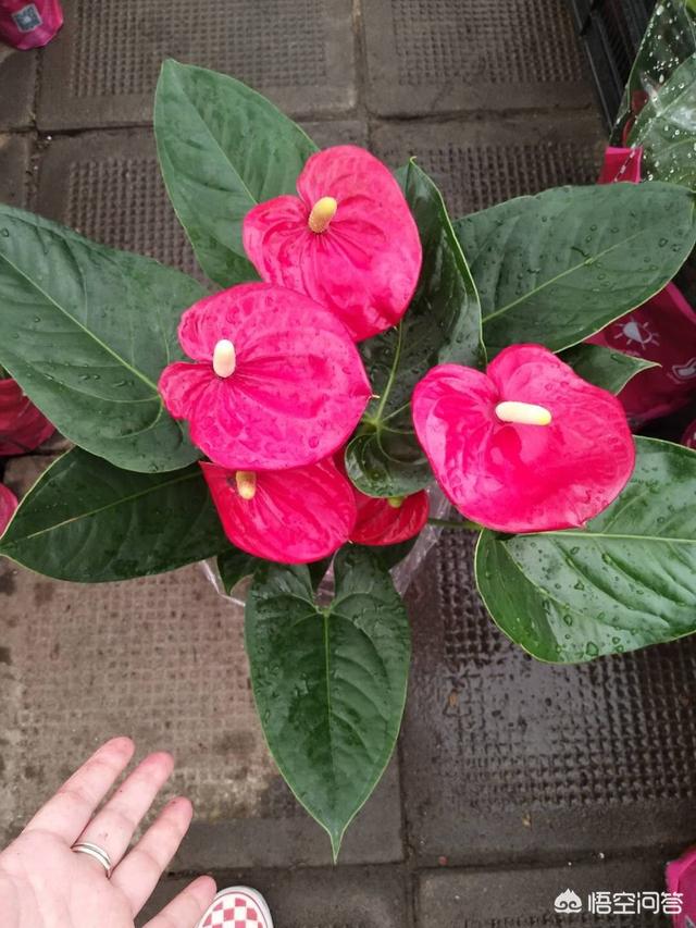 坟上开花旺谁,上坟有意义吗？你怎么看？