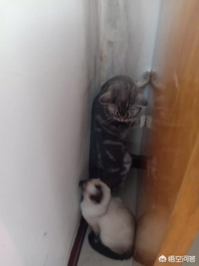猫的诱惑漫画橘文泠:猫咪是否需要另一只猫的陪伴？