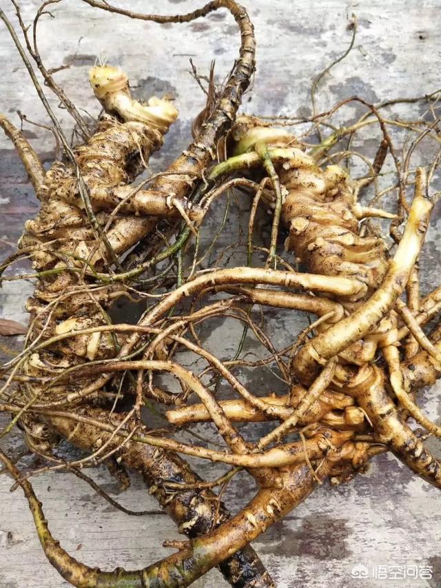 头条问答 - 野生三七长什么样子的?(2个回答)